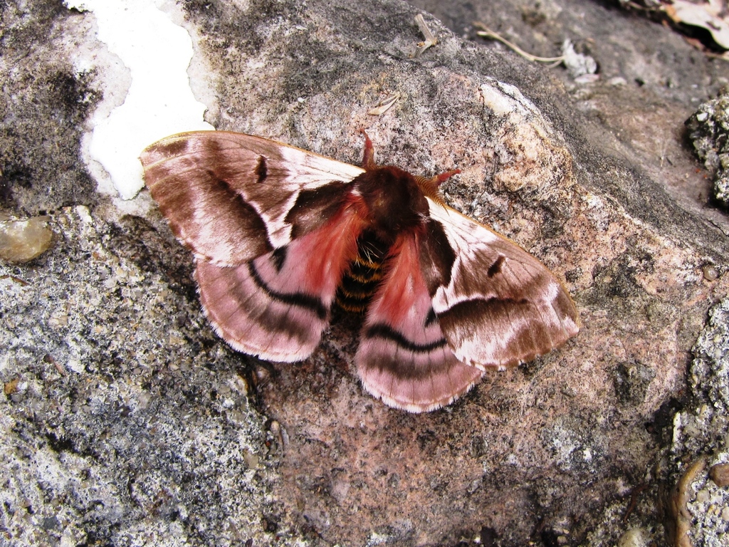 Molippa ninfa