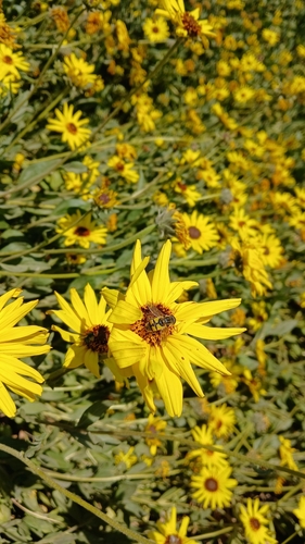 Unknown species found near Fresno, CA 93706, USA