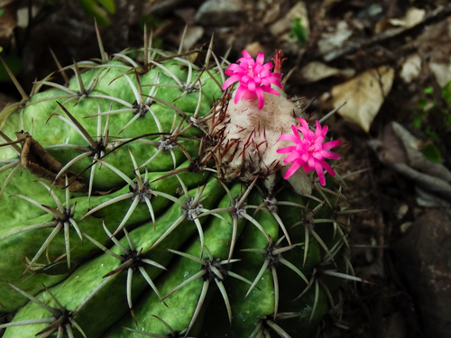 Melocactus curvispinus