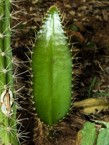 Amazon moonflower (Strophocactus wittii)