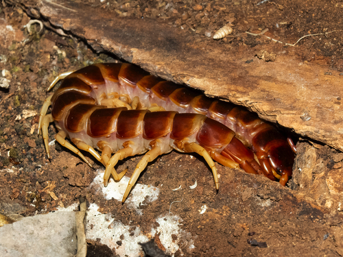 Photo of Amazonian Giant Centipede (Scolopendra gigantea)
