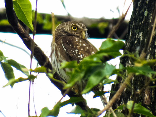 Ferruginous Pygmy-Owl