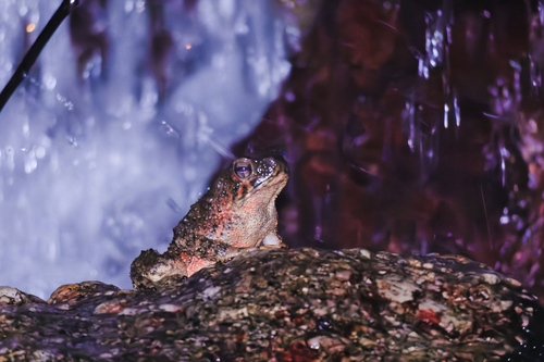River Toad
