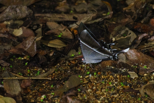 Tropical Swallowtail Moth