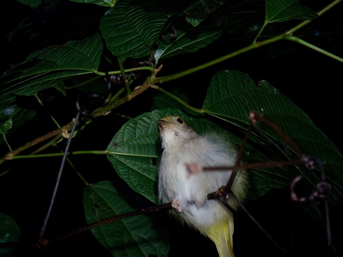 White-bellied Erpornis