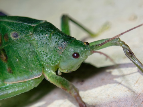 Phyllomimus elliptifolius