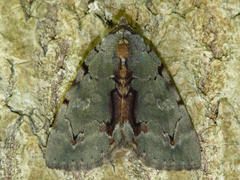 Catocala grynea