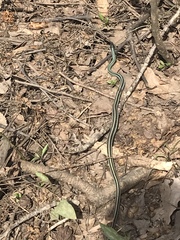 Thamnophis proximus