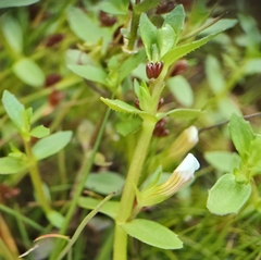 Gratiola sexdentata