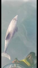 Cephalorhynchus eutropia