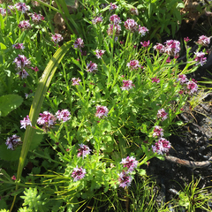 Lobelia jasionoides