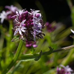 Lobelia jasionoides
