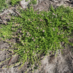 Lobelia jasionoides