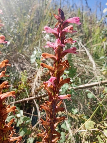 Satyrium macrophyllum observed 2026-03-27