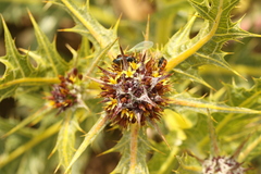 Gundelia tournefortii, photograph (c) Chaym Turak, some rights reserved (CC BY-SA)