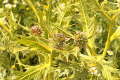 Gundelia tournefortii
