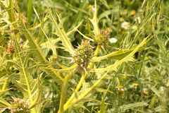 Gundelia tournefortii, photograph (c) Chaym Turak, some rights reserved (CC BY-SA)