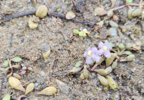 Glossostigma elatinoides (Glossostigma elatinoides)