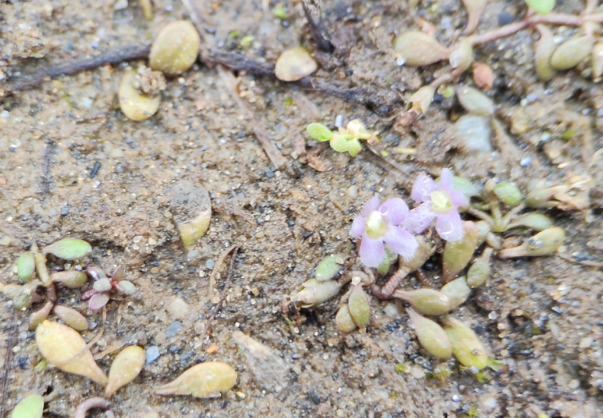 Glossostigma Elatinoides (Glossostigma elatinoides)