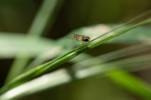 Unknown species found near Quicksilver, San Jose, CA, USA