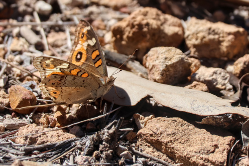 Meadow Argus