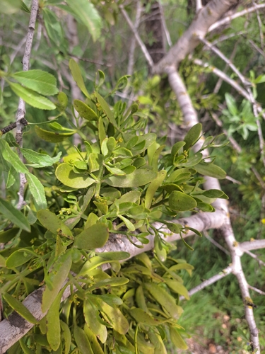 Red-berried Mistletoe (Viscum cruciatum)