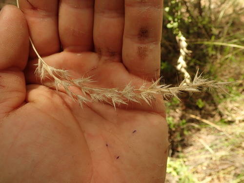 Rytidosperma biannulare