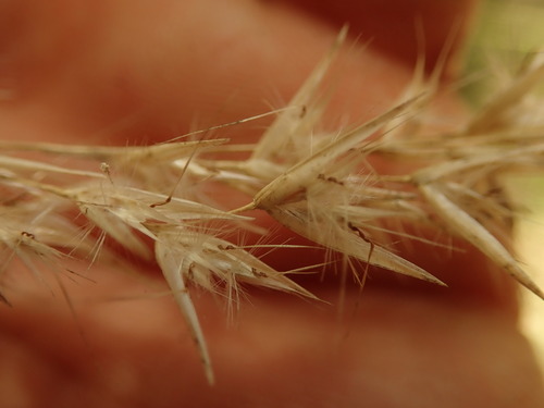 Rytidosperma biannulare