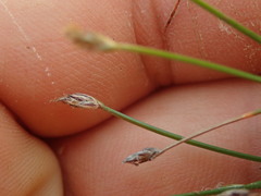 Eleocharis gracilis