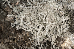 Stereocaulon saxatile