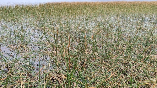 Kaya (Eleocharis sphacelata)