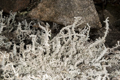 Stereocaulon saxatile