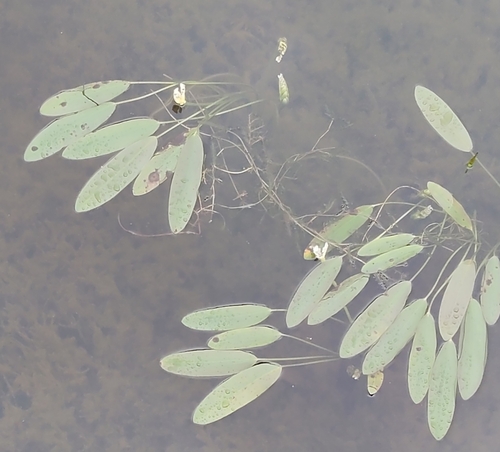 cape-pondweed (Aponogeton distachyos)