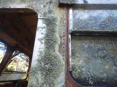 Xanthoparmelia amplexula