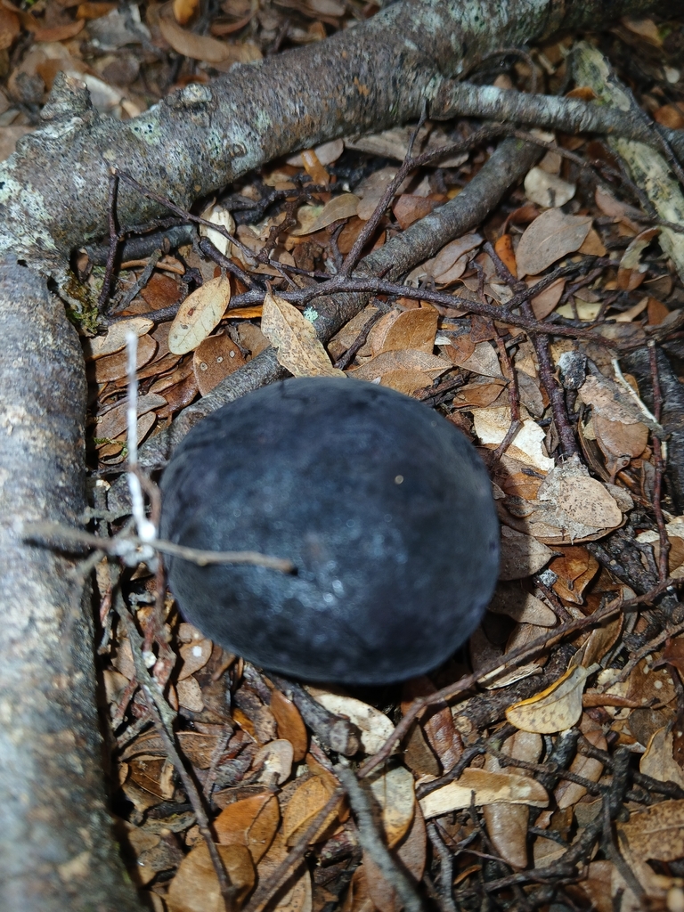 Tylopilus formosus · March 2026 · photo: © naturewatchwidow (iNaturalist, cc-by)