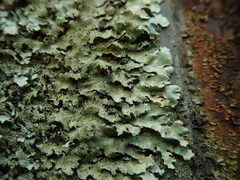 Xanthoparmelia amplexula