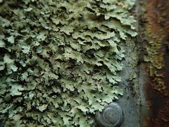 Xanthoparmelia amplexula