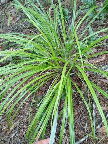 perching lily (Astelia solandri)