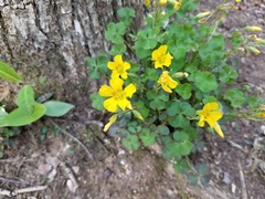 Oxalis colorea