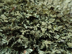 Xanthoparmelia amplexula