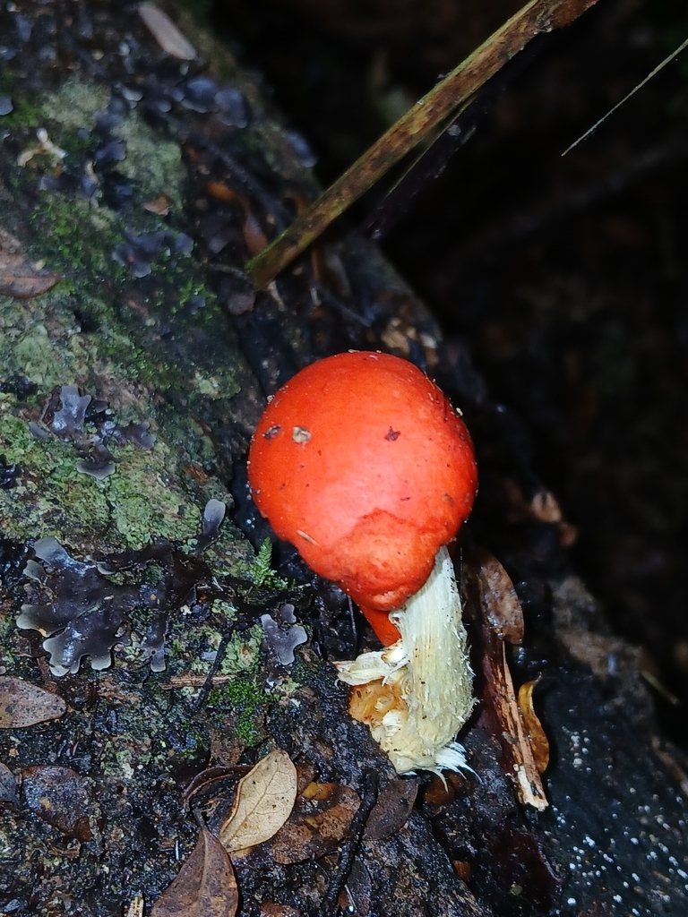 Leratiomyces erythrocephalus · March 2026 · photo: © naturewatchwidow (iNaturalist, cc-by)