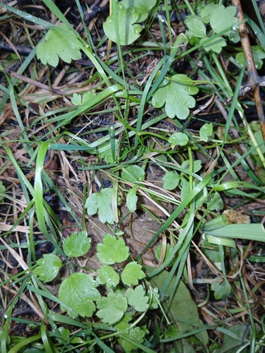 Maruru (Ranunculus reflexus)