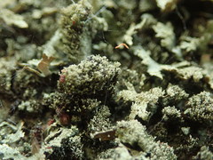 Xanthoparmelia amplexula