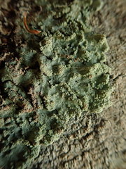 Notoparmelia erumpens