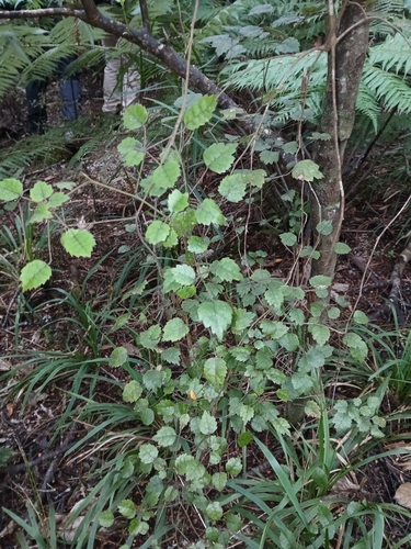 swamp lawyer (Rubus australis)