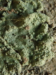 Notoparmelia erumpens