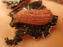 Notoparmelia erumpens