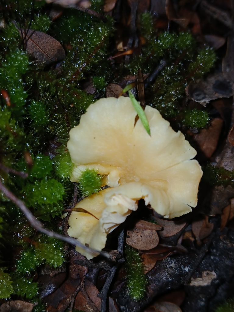 Cantharellus wellingtonensis · March 2026 · photo: © naturewatchwidow (iNaturalist, cc-by)