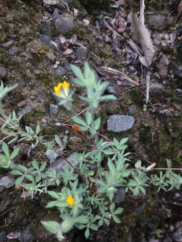 Hairy Bird's-foot-trefoil (Lotus subbiflorus)