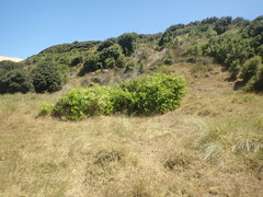 Citrus × latifolia
